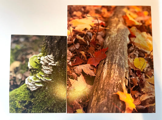 Photography unframed print 5”X7” By:PyperGPhotography