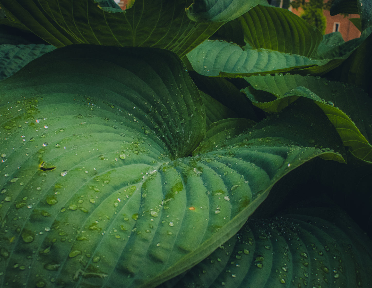 Photography unframed print 8”X10” By:PyperGPhotography